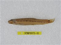 藏品(中華鰍)的圖片